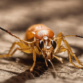 10 Essential Compliance and Safety Protocols in UAE Field Pest Control Management