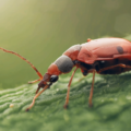 8 Expert Quality Control Methods in Field Pest Control Operations