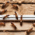 Termite Baiting Systems For High-Value Properties