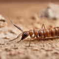 Why Moisture Control Is Critical For Termite Prevention