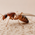 Emergency Termite Swarm Treatment in Abu Dhabi UAE Guide