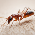 Emergency Treatment for Termite Swarms in Dubai Guide