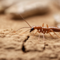 Sentricon Termite Bait System Cost Analysis Dubai