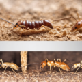 Sentricon vs Traditional Termite Treatments in Dubai
