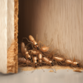 Signs of Termite Infestation in UAE Homes Complete Guide