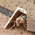 Protocols For Uae Homes: Termite Bait Station Monitoring