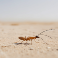 Termite Baiting Systems for Abu Dhabi Landscapes Guide