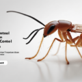Termite Control Chemicals Approved in UAE Complete Guide