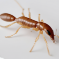 Termite Damage Assessment and Repair Costs Complete Guide
