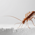 Termite Treatment Chemical Safety and Regulations Dubai