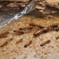 Water Source Identification for Termite Infestation Control